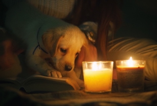 Da li su mirisne sveće štetne za pse?