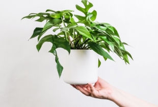 Imate li lažne biljke u svom domu? Jednostavan trik da ih "oživite"