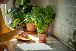 Zasadite začinsko bilje u vašem domu
