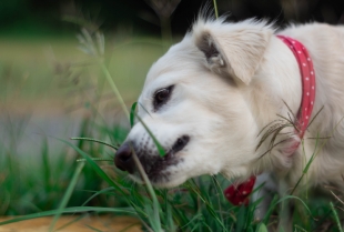 Zašto psi jedu travu i koliko je to zaista opasno?