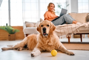 Igre i zabava pod krovom: 3 aktivnosti koje će oduševiti vašeg psa