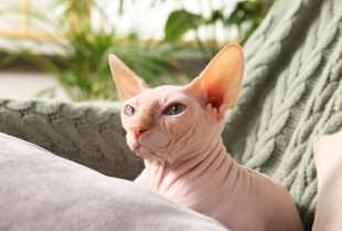 Da li sfinks mačka zaista voli vodu? Odgovor će vas iznenaditi!