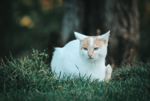 Kako pronaći izgubljenu mačku?