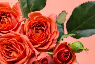 Nije romantika, već hemija: evo kako ruže utiču na vaš mozak